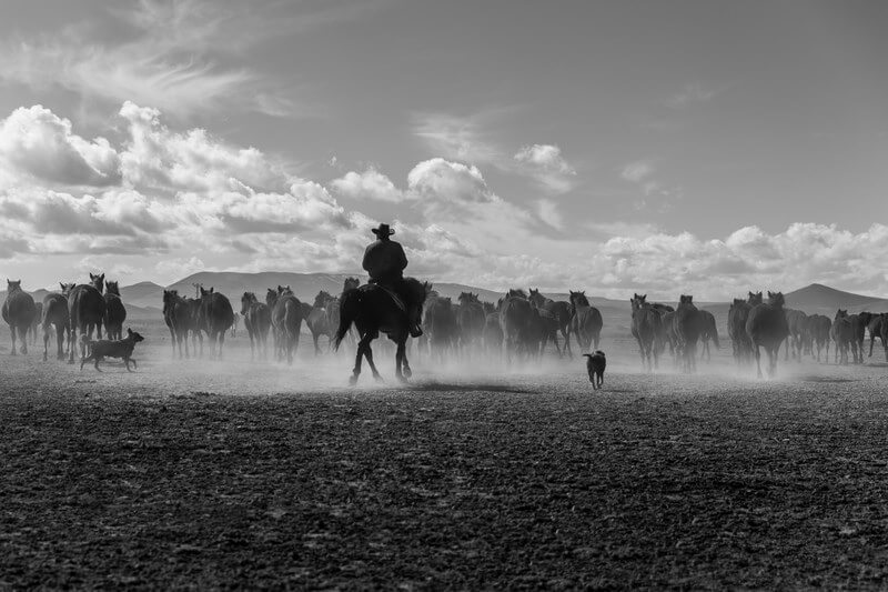 Man on horseback with cattle